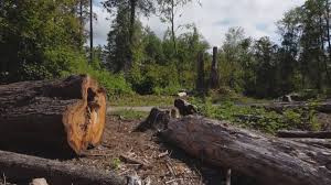 Professional Tree Care Services in Kaibab Estates West, AZ