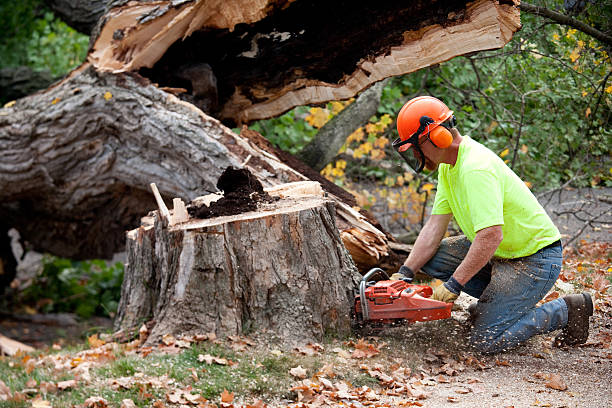 Best Commercial Tree Services  in Kaibab Estates West, AZ