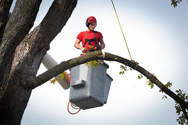 How Our Tree Care Process Works  in  Kaibab Estates West, AZ